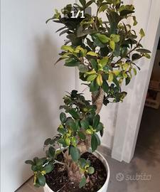 Bonsai ficus