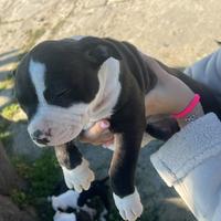 American Staffordshire terrier