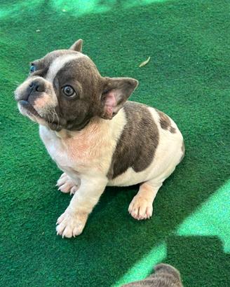 Cuccioli bulldog francese esotici