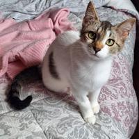 Piuma, dolce micetta 6 mesi