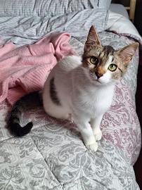 Piuma, dolce micetta 6 mesi