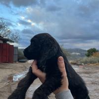 Cuccioli Cocker Spaniel