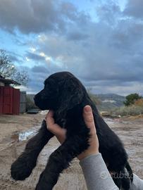 Cuccioli Cocker Spaniel