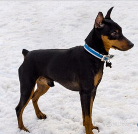 Cuccioli di pincher medio