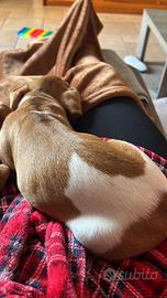 Cagnolina Jack Russel