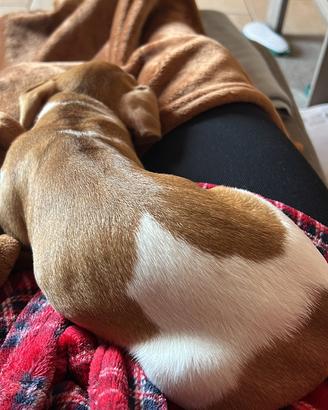 Cagnolina Jack Russel