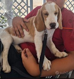 Beagle femmina