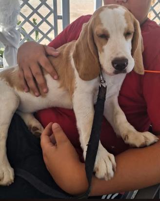 Beagle femmina