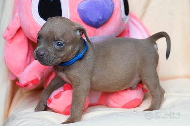 American pitbull terrier
