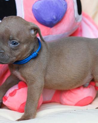 American pitbull terrier