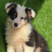 Pastore australiano con pedigree ENCI