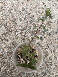 Cyanotis somalinensis