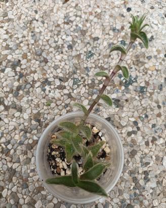 Cyanotis somalinensis