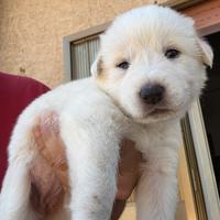 Cucciolo di circa 6 settimane femmina