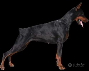 Dobermann