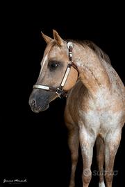 Femmina Appaloosa