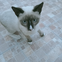Gatto simil siamese