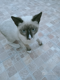 Gatto simil siamese