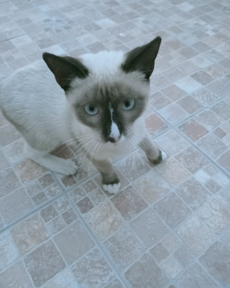 Gatto simil siamese