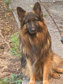 Pastore tedesco pelo lungo