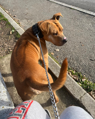 Pitbull Originale