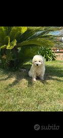 Cucciolo di pastore maremmano abruzzese