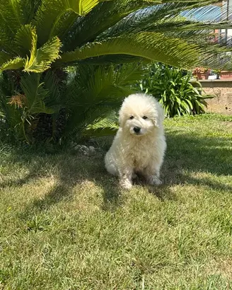 Cucciolo di pastore maremmano abruzzese