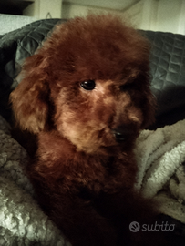 Barboncino Toy x accoppiamento