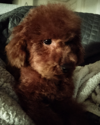 Barboncino Toy x accoppiamento