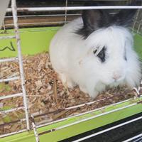 Disponibile conigli femmine solo gente seria