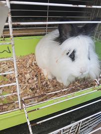 Disponibile conigli femmine solo gente seria