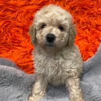 Barboncino toy albicocca chiaro