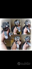 Cuccioli di maine coon con pedigree