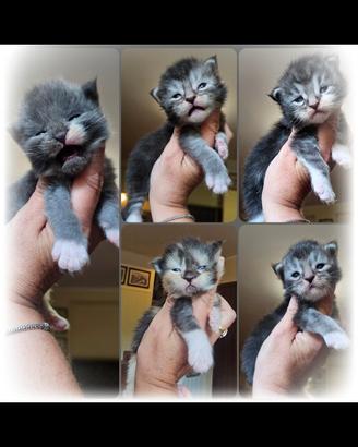 Cuccioli di maine coon con pedigree
