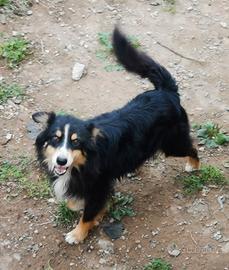 Australian shepherd