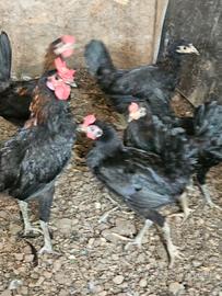 Coppie galline