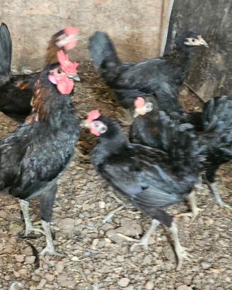 Coppie galline