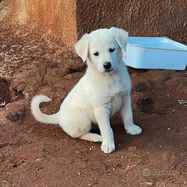 Cucciola abbandonata due mesi