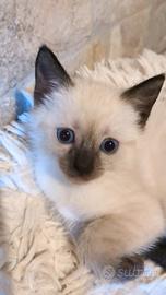 Gattini Siamese Thai Seal point