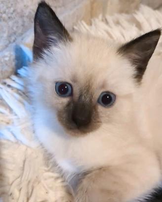Gattini Siamese Thai Seal point