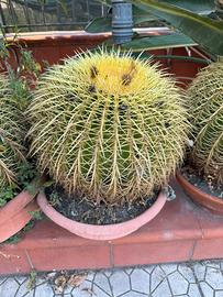 Pianta cactus grusoni / cuscino della suocera