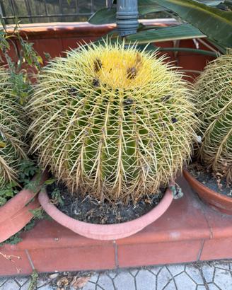 Pianta cactus grusoni / cuscino della suocera