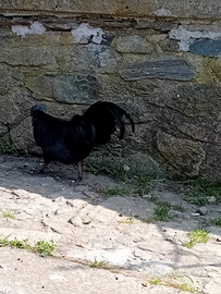 Gallo di razza