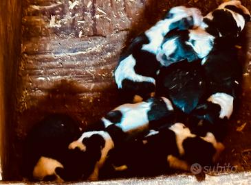 Cuccioli di beagle