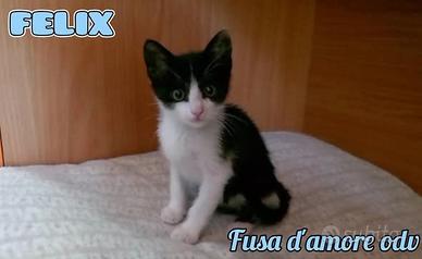 FELIX, adorabile micino in adozione