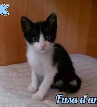 FELIX, adorabile micino in adozione
