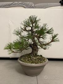 Bonsai Pino Nero