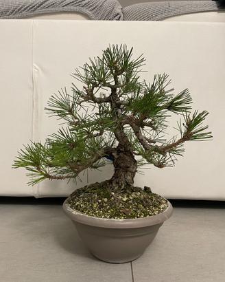 Bonsai Pino Nero
