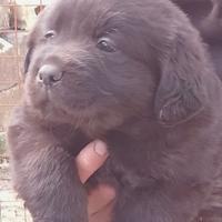 Labrador retriever neri e flat