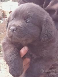 Labrador retriever neri e flat